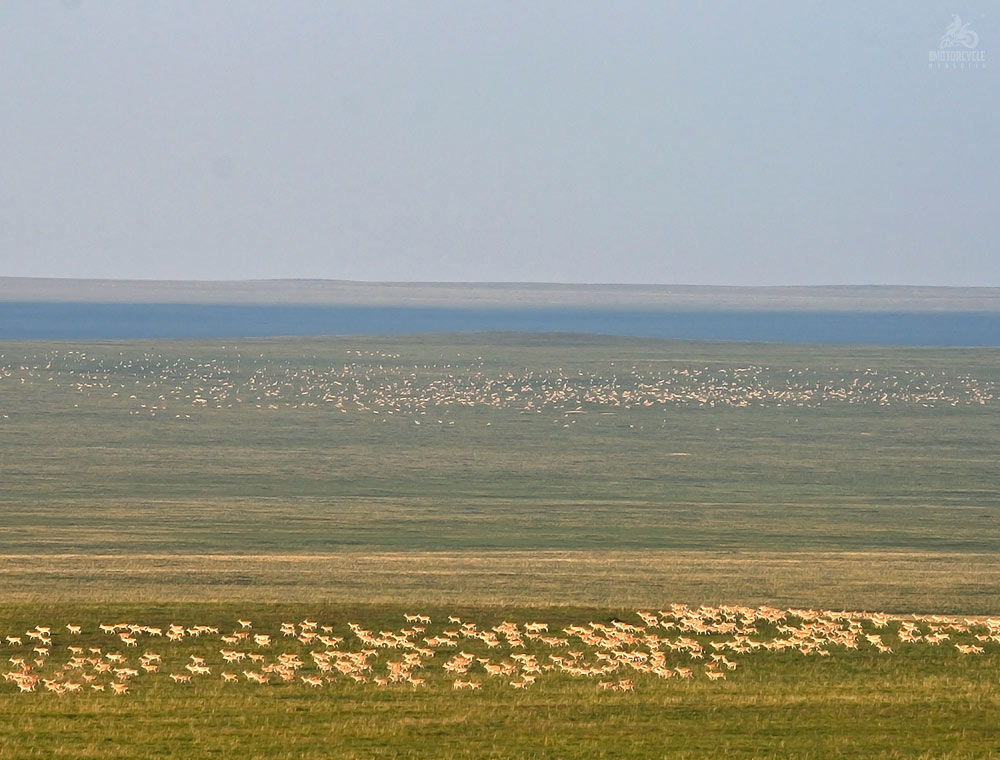 Mongolian Wild Animals Gazelle